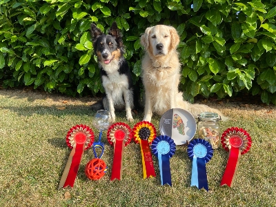 Mike Adams Dog Agility